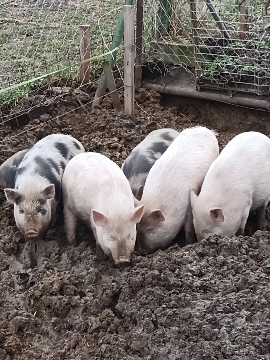 Predám vietnamské prasiatka - 3