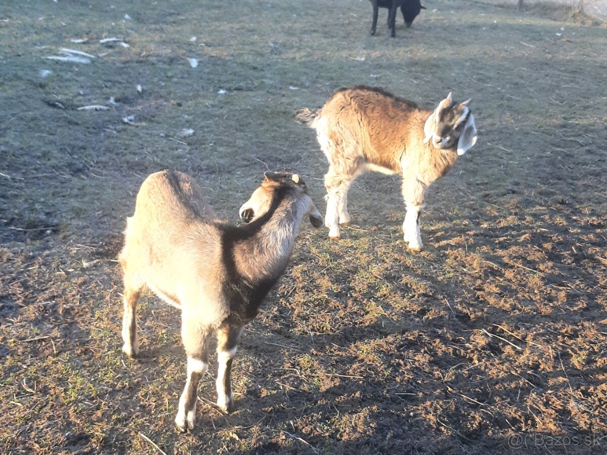 Predam capki 7 miesacy - 3