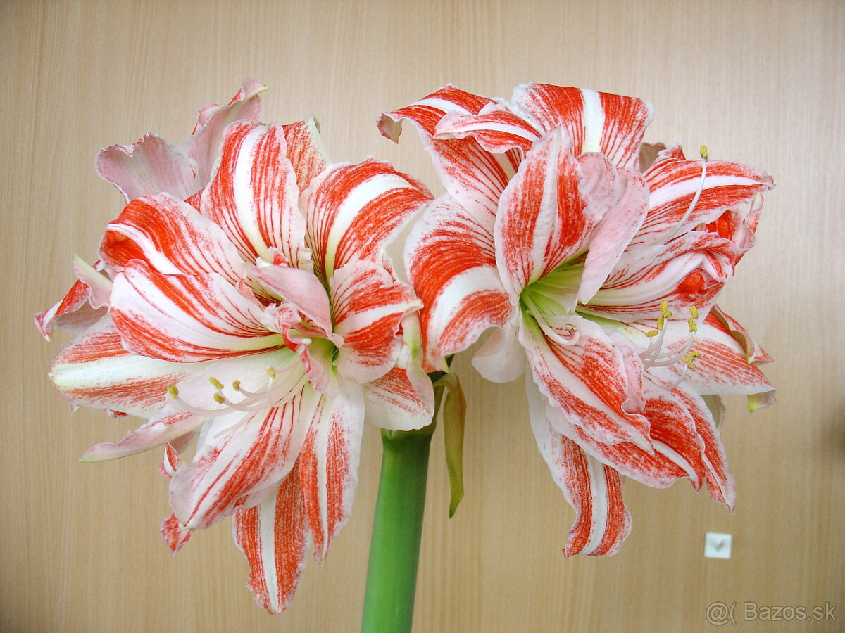 Hippeastrum Dancing Queen - 3