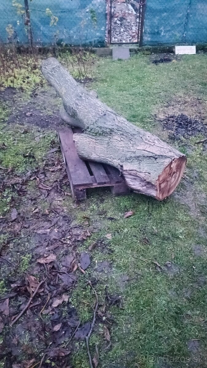 Orechové drevo - kmene na fošne, na nábytok - 3