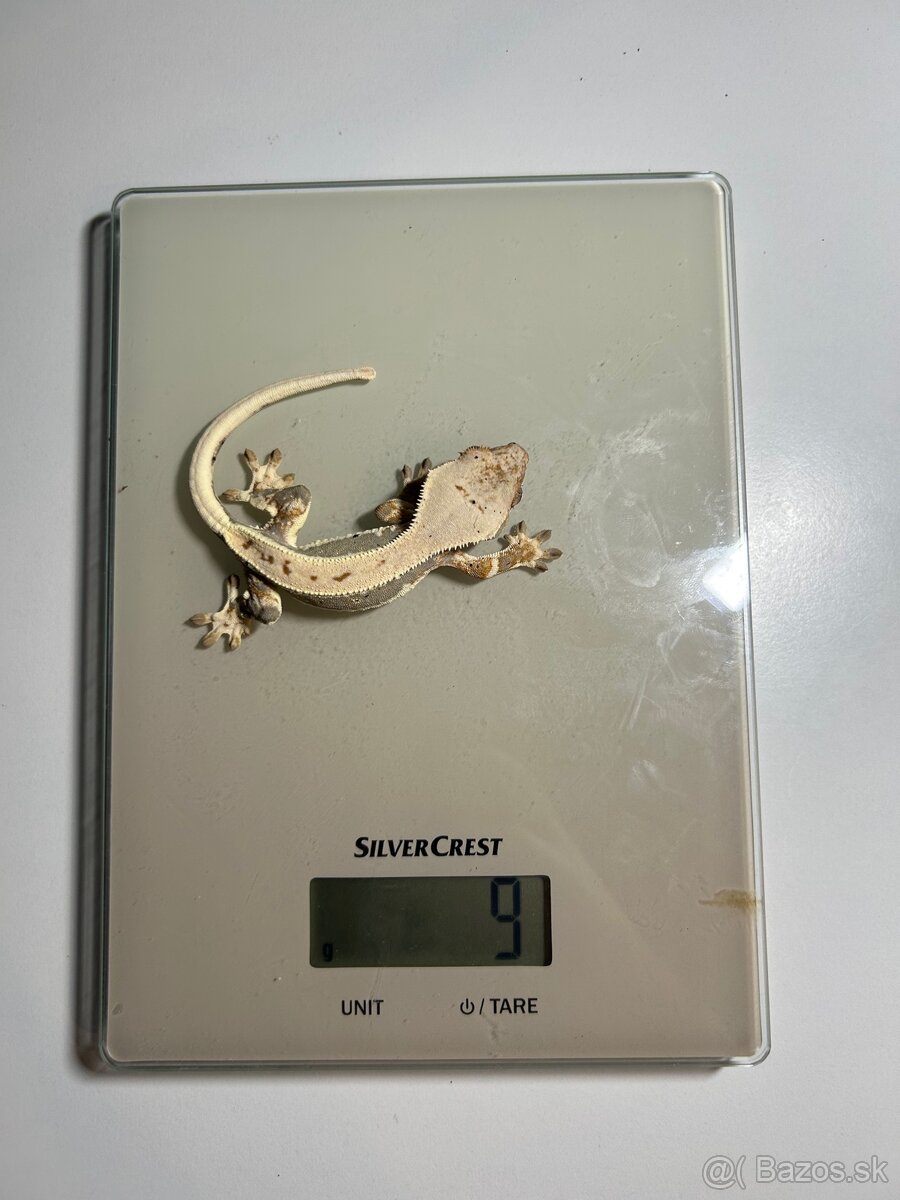 Mladé pagekony riasnaté - 3