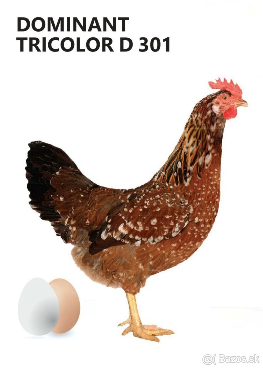 Nosnice, mládky - 3