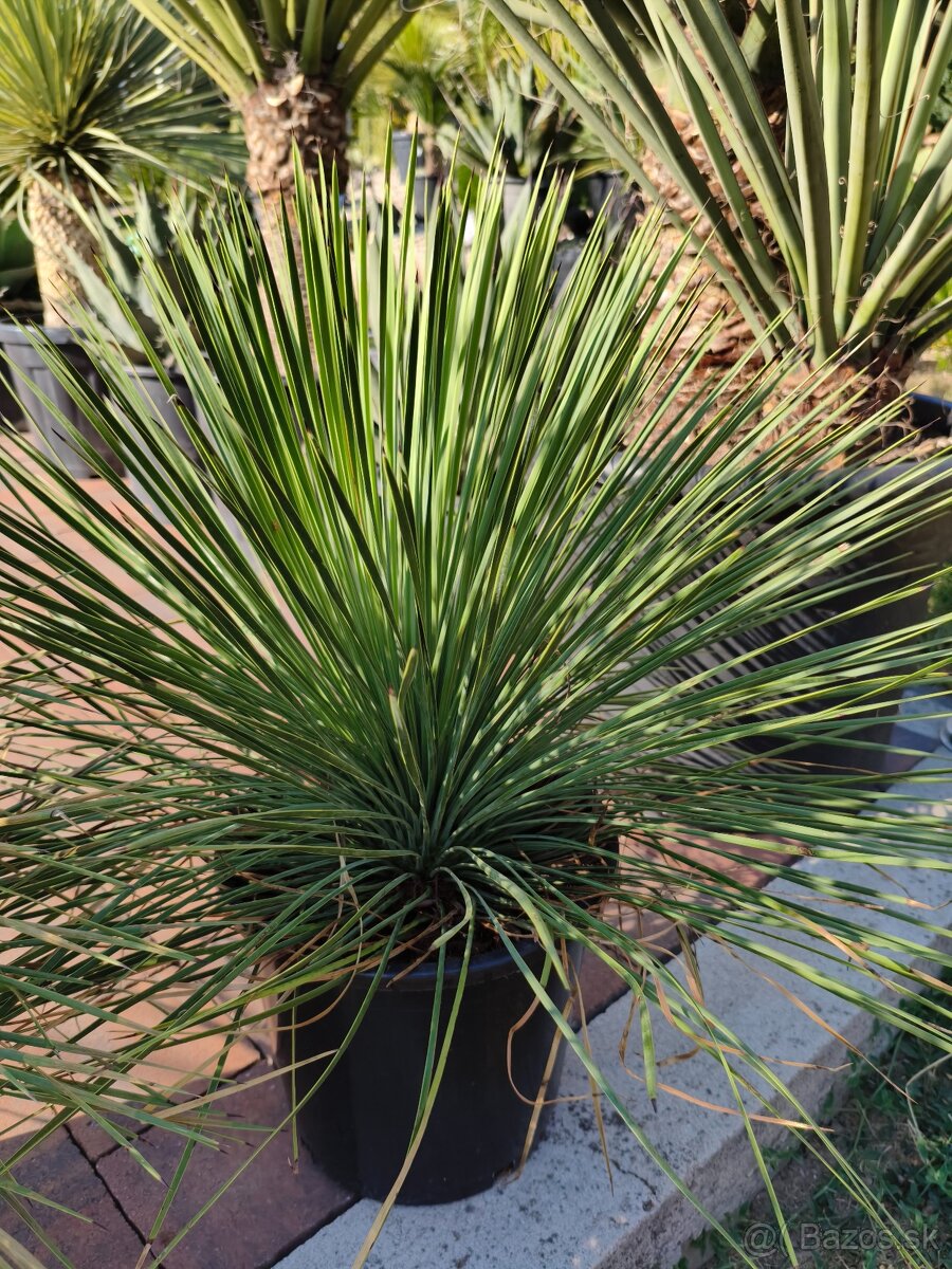 Yucca rostrata a menšie linearifolia - 3