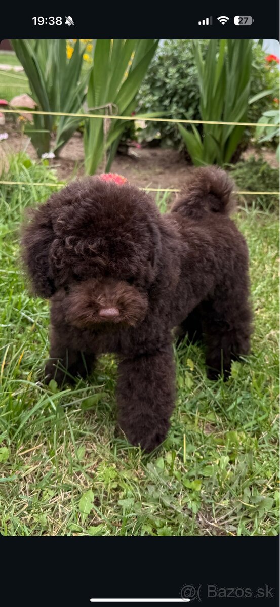 čokoládoví chlapci toy pudel - 3