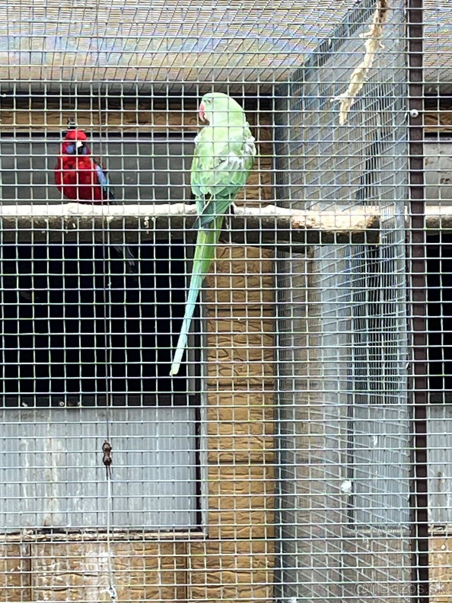 Alexander veľký - 3