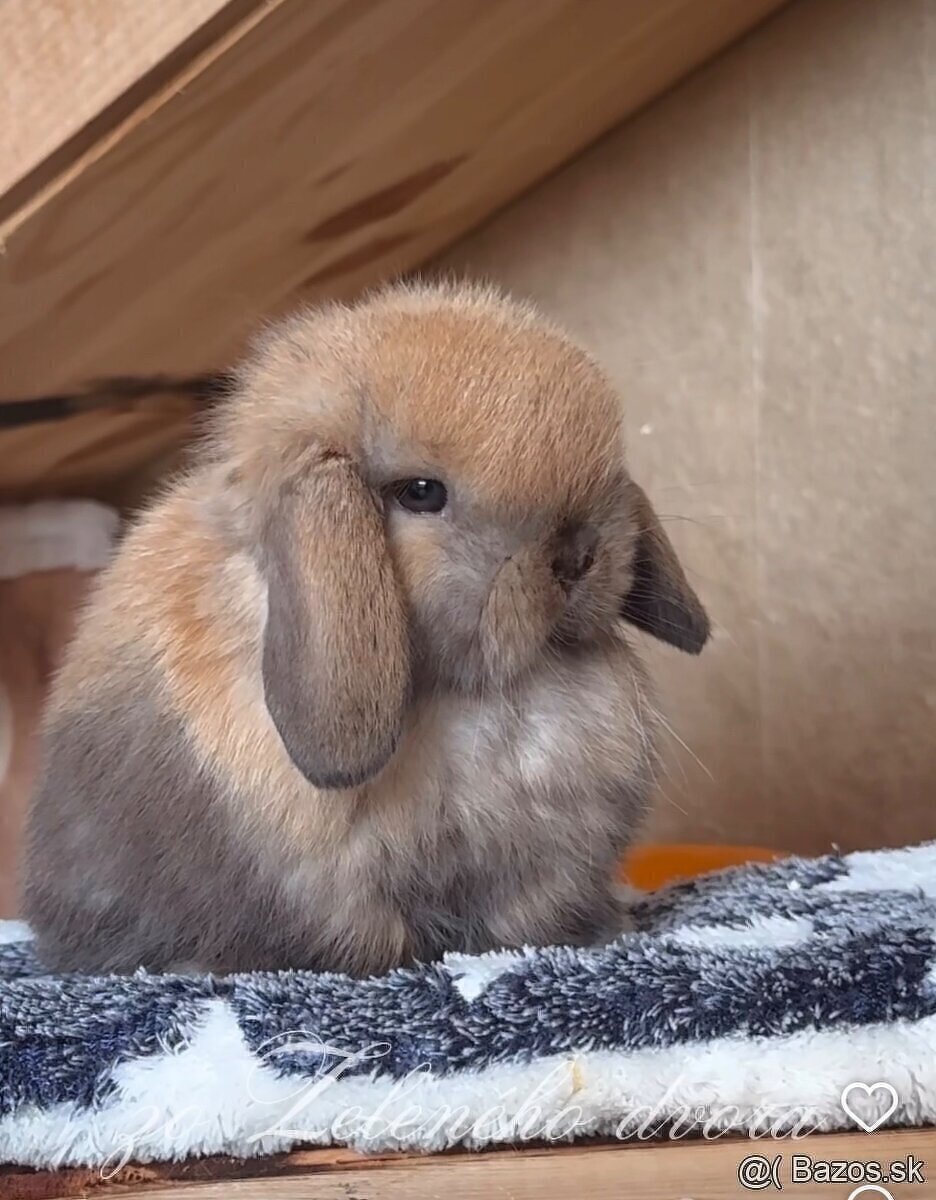 💛🌼 minilop králik 🌼💛🐰 - 3
