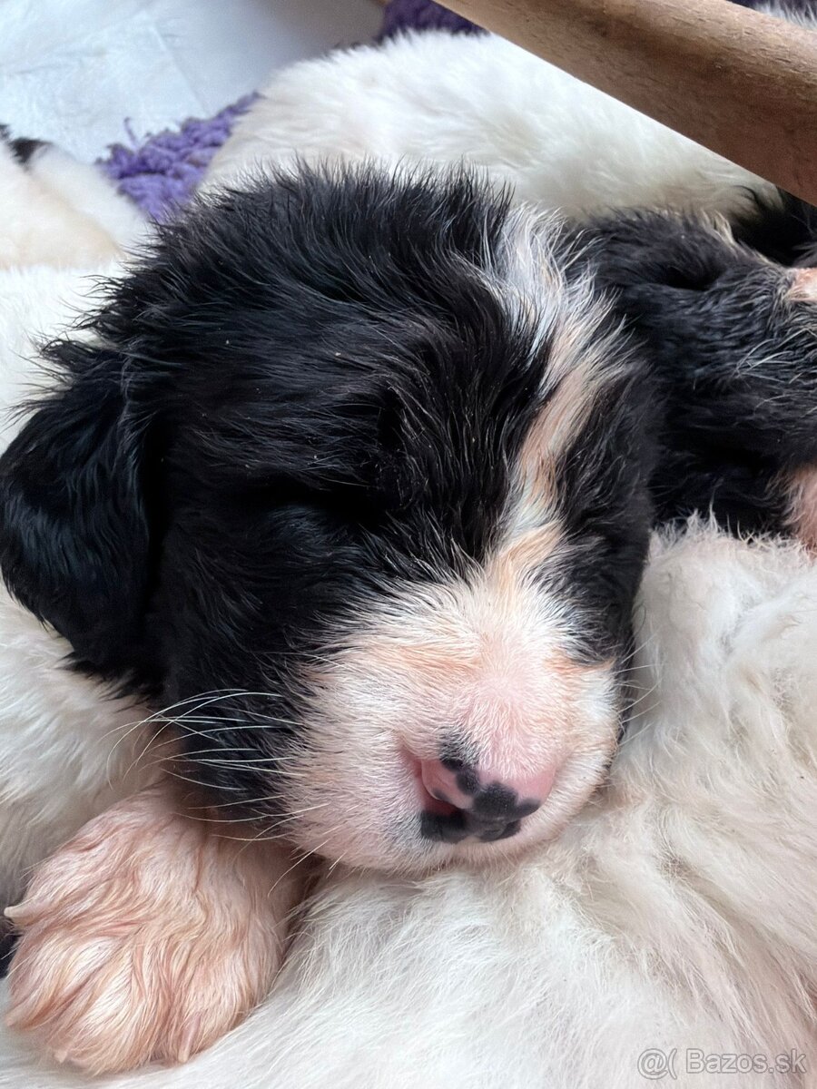 Na predaj šteniatka plemena Landseer - 3