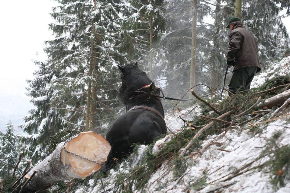 Brigáda- hľadám brigádu na Vašom traktore - 3