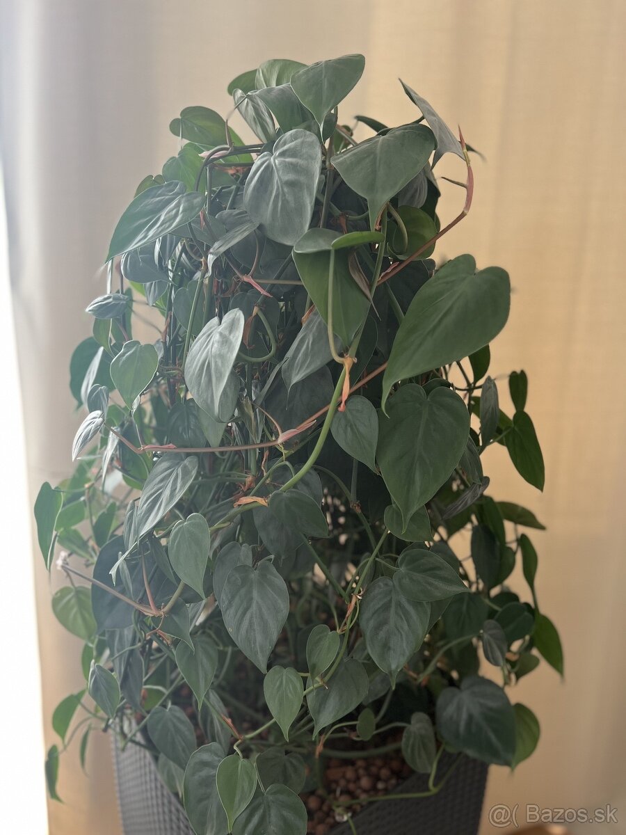 Krásna zelená izbová rastlina - 3