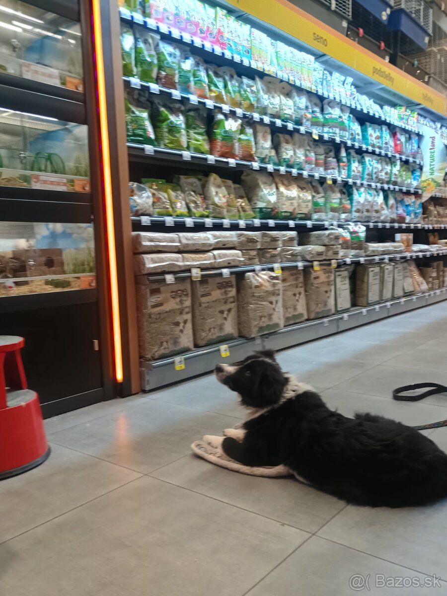 Border kólia s PP - 3