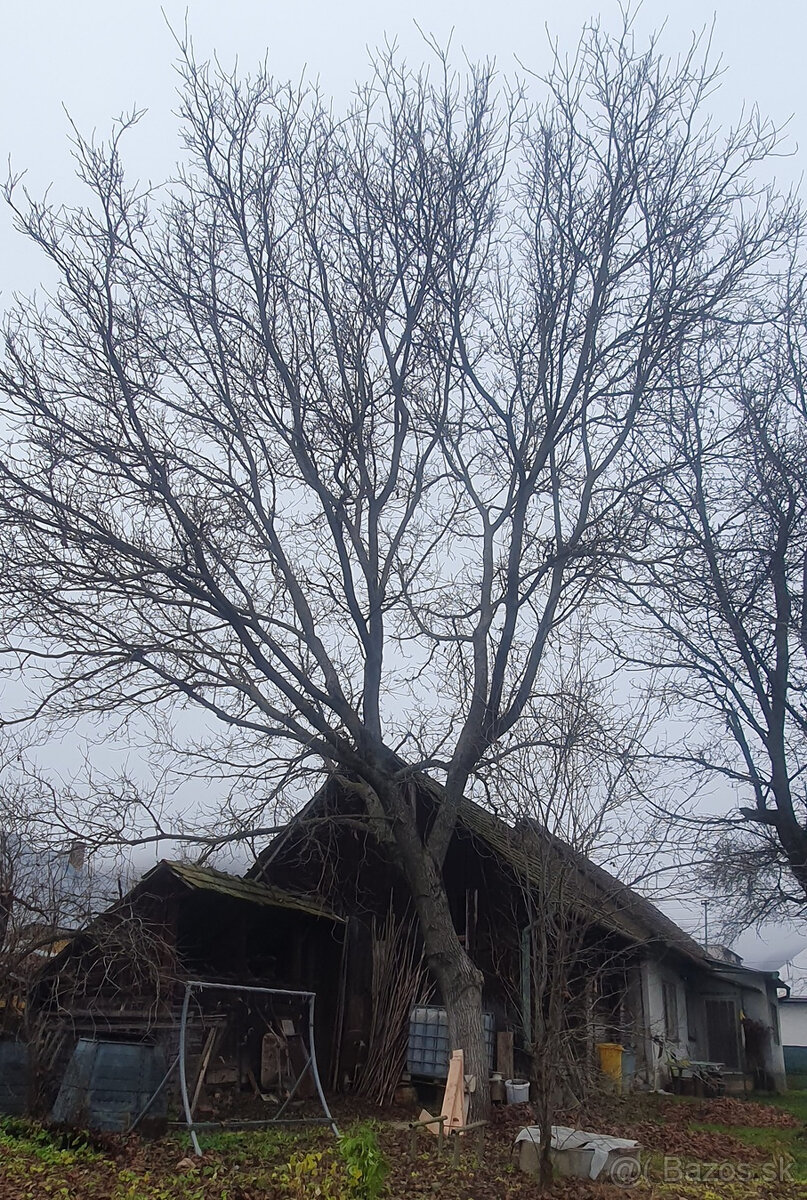 Predám orechové drevo - 3