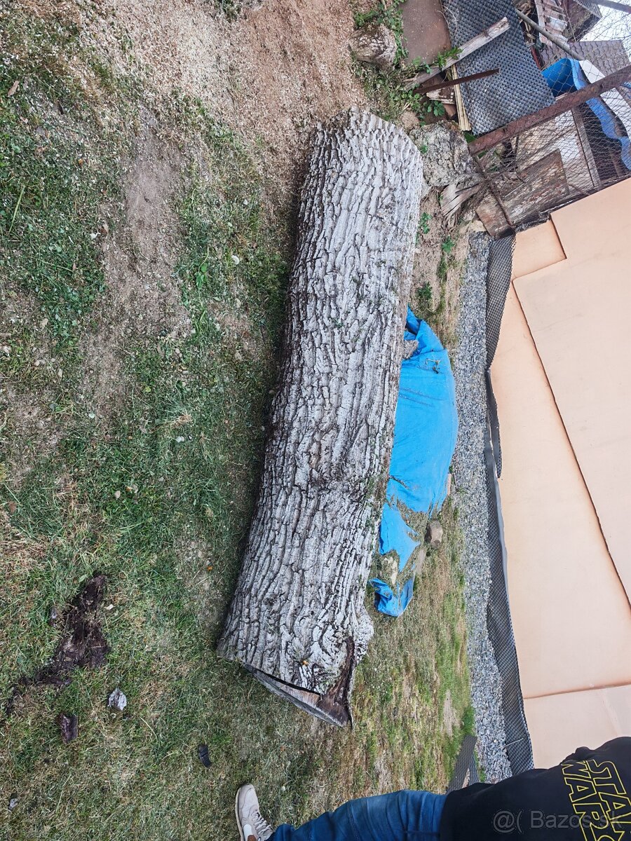 Orechový kmeň - 3