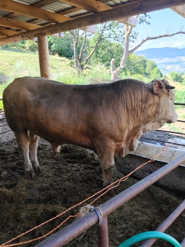 Predám býka - 3