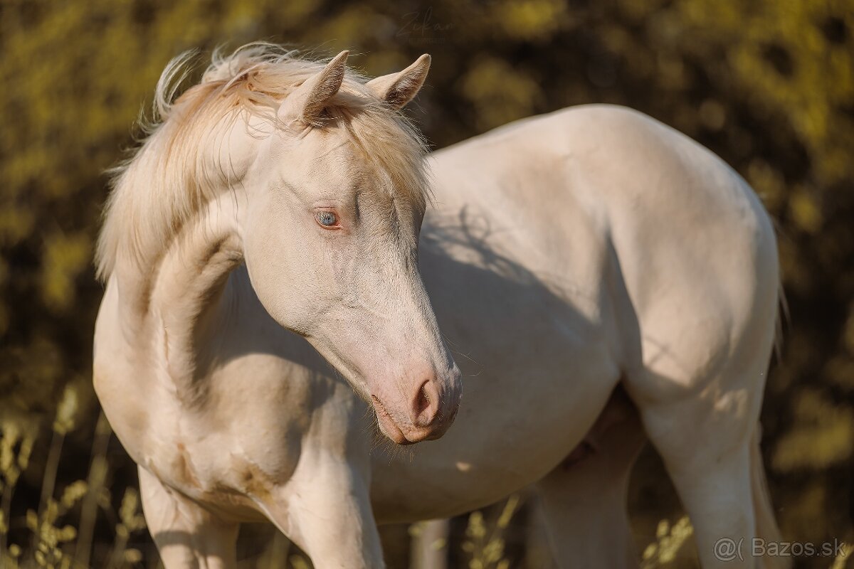 Predám ročného žrebčeka QH - 3
