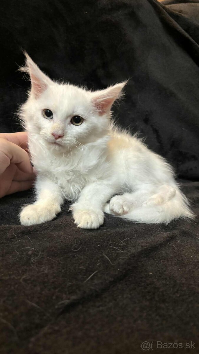 Mainská Mývalia, Maine Coon - 3