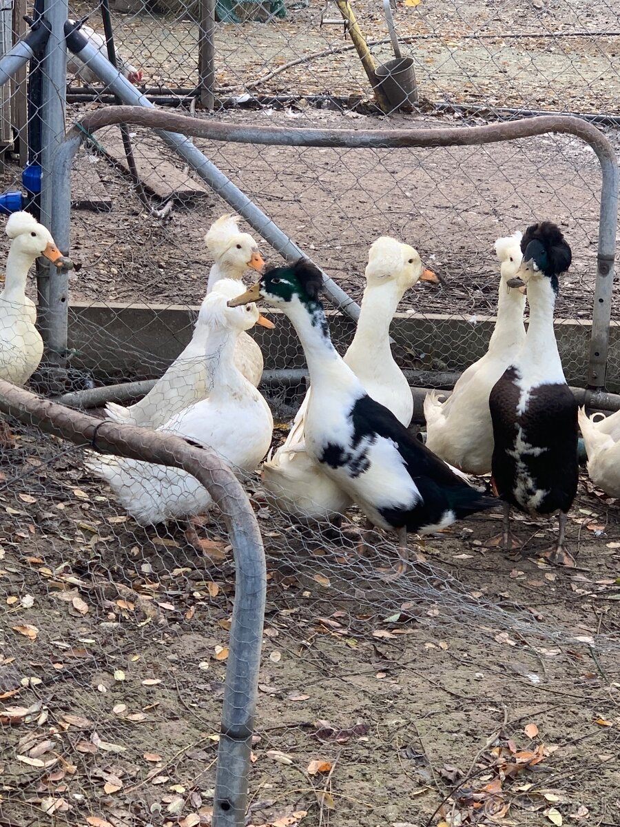 Chocholaté kačky - 3