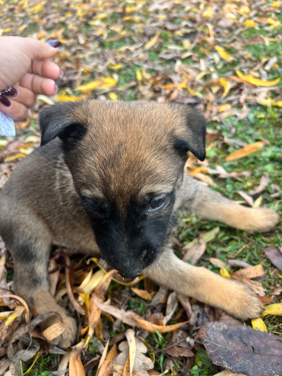 Predám šteniatka - 3