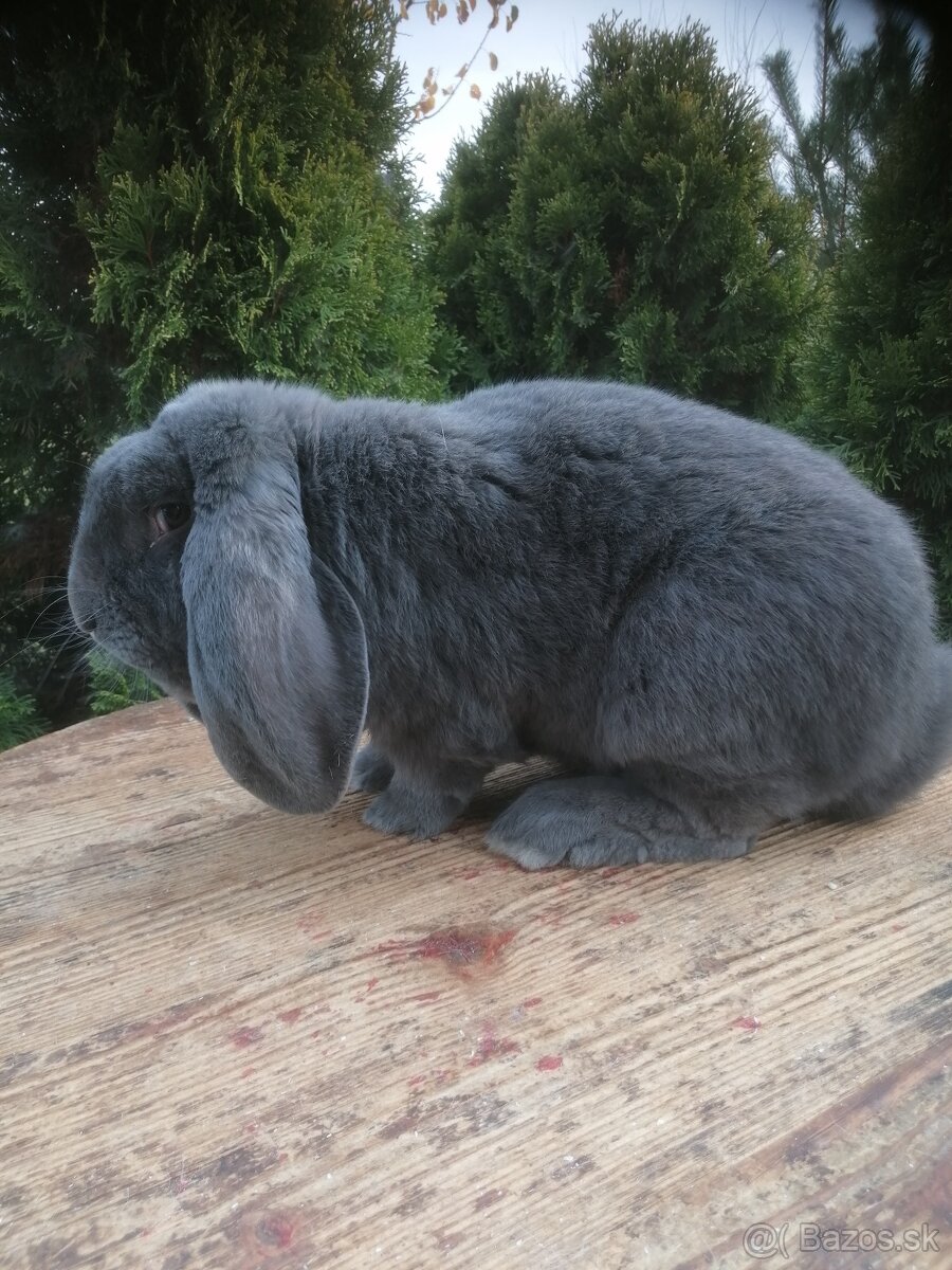 Francúzsky baran - 3