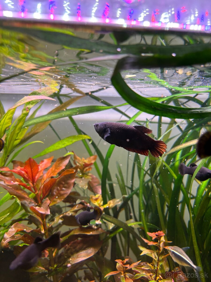 Darujem Bojovnice + Rajovec + Echinodorus red devil - 3