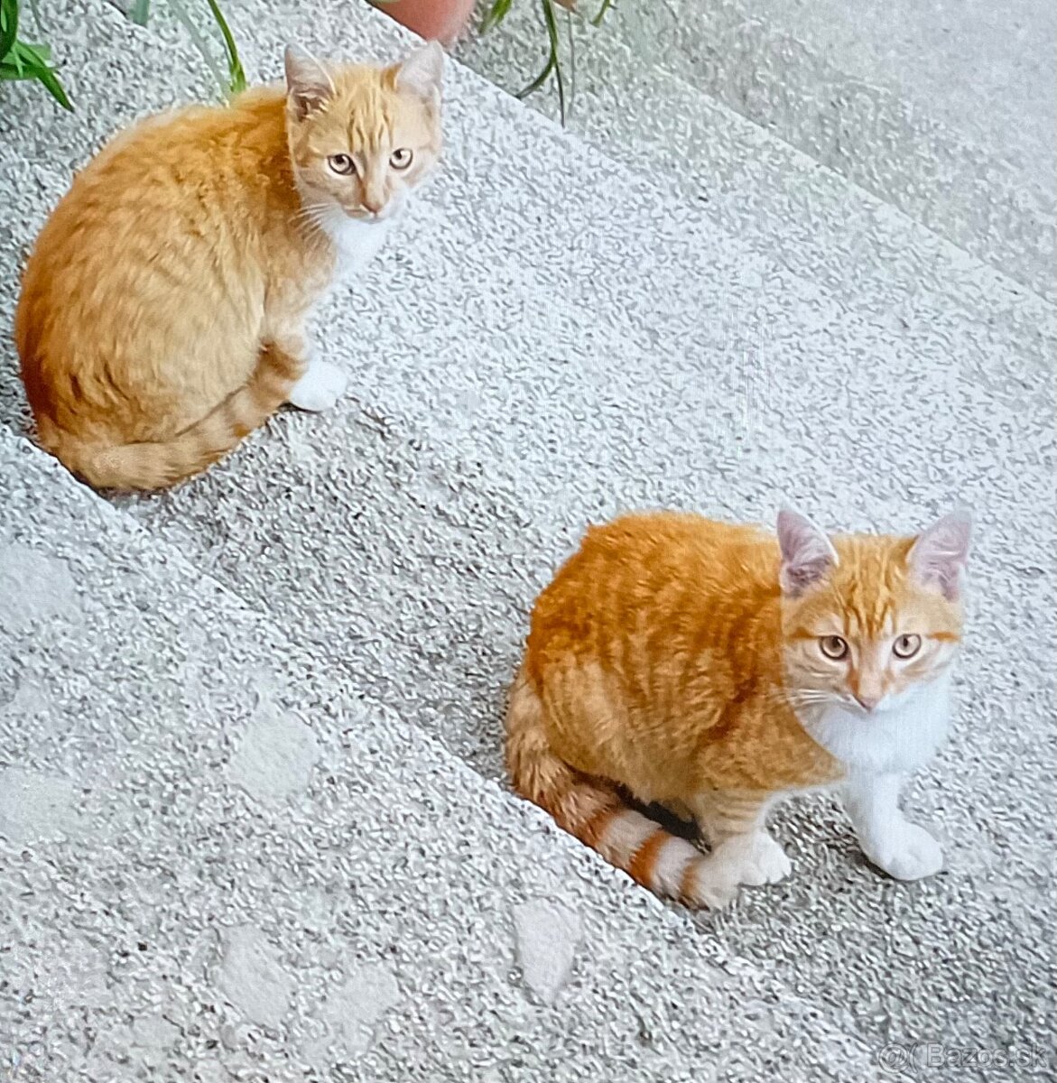 Darujem mačiatko - 3