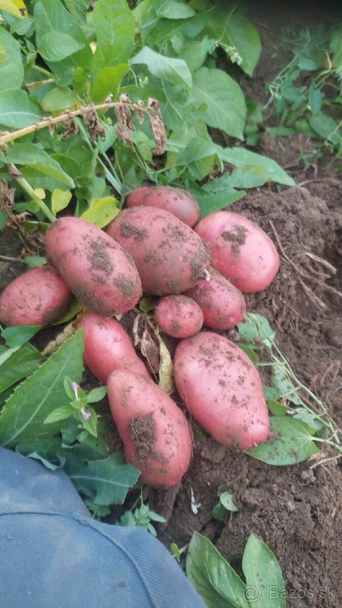 Konzumne zemiaky na zimne uskladnenie - 3