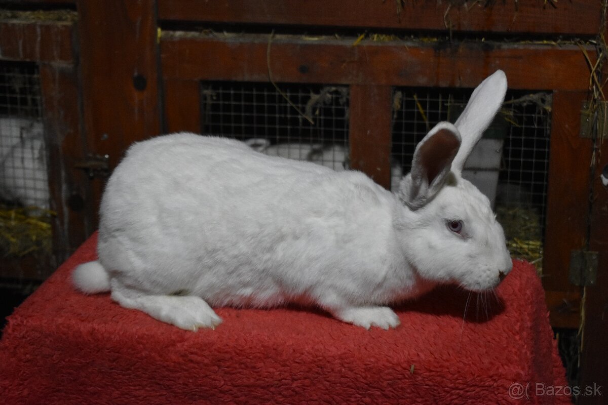 Predam Hyla samica - 3