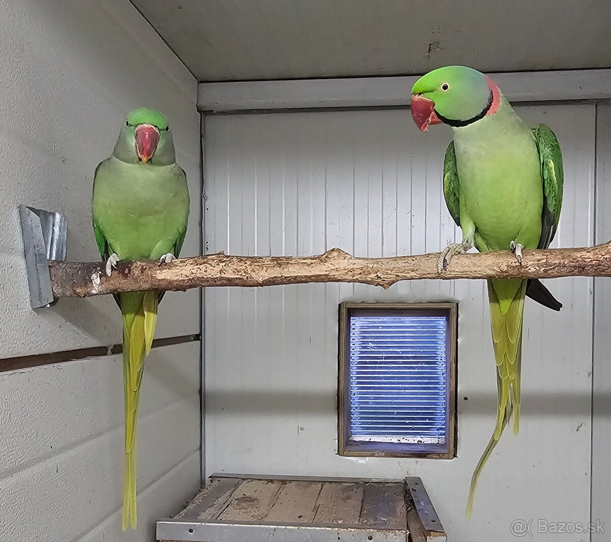 Alexander velký - 3