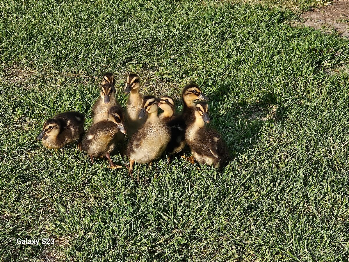 Predám kačacie nasadové vajíčka - 3