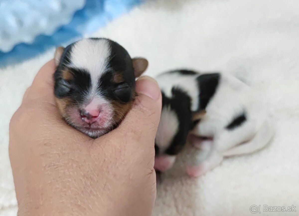 Biewer Yorkshire terrier - 3