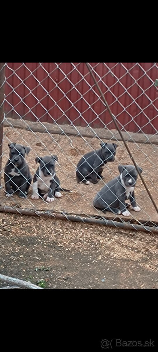 Americký staford - 3