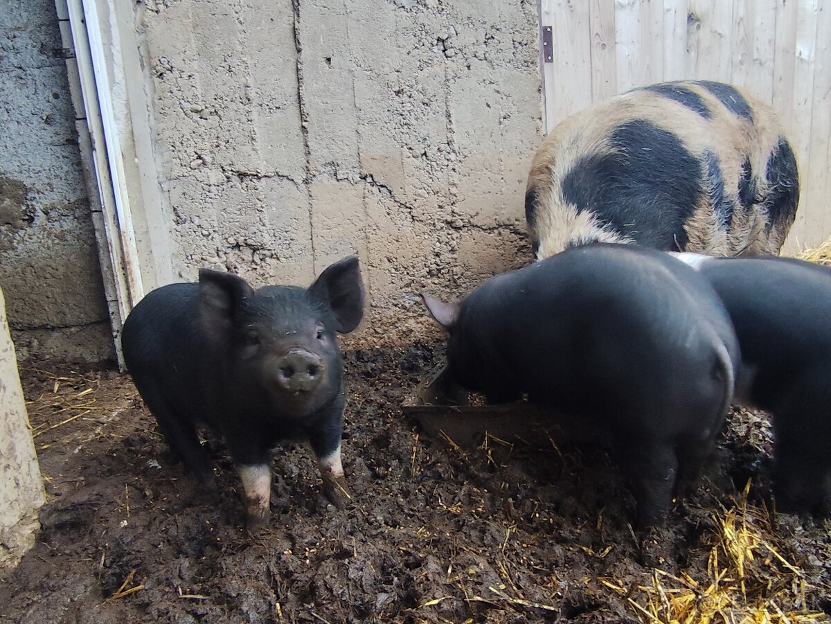 Presticke Prasa x kune kune odstavcata - 3