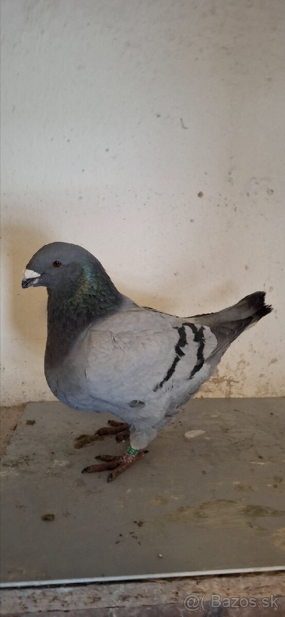 Holuby gigant homer - 3