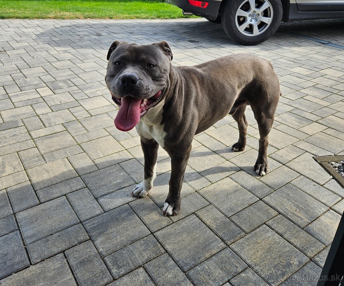Americký stafordšírsky teriér - 3