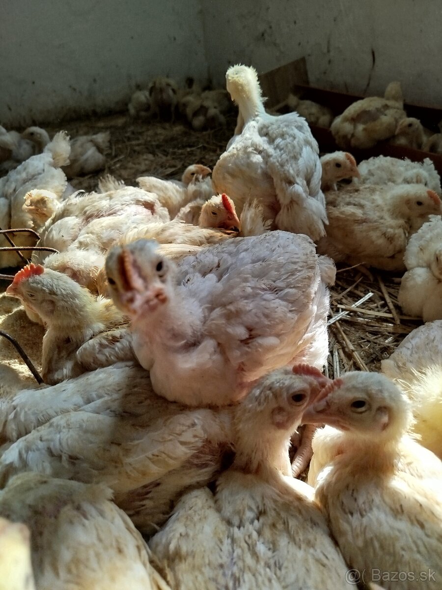 Brojlerove kurčatá - 3