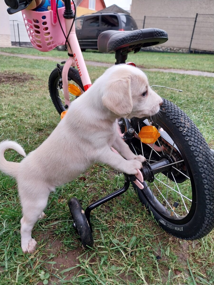 Darujem šteniatka - 3