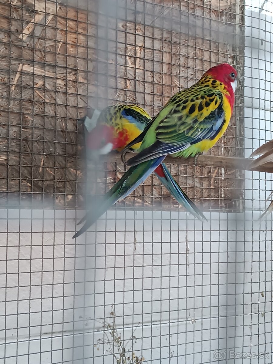 Predám rozely pestré - 3