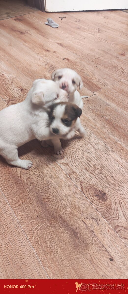 šteniatka križene - 3