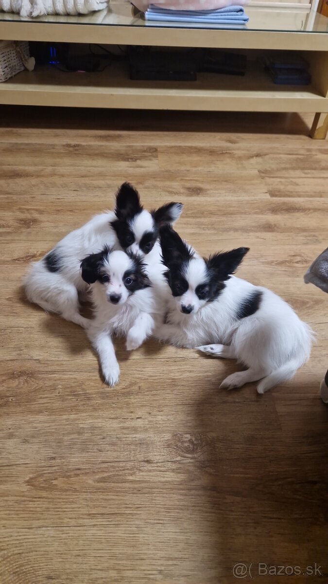 Papillon, phalene šteniatko - 3