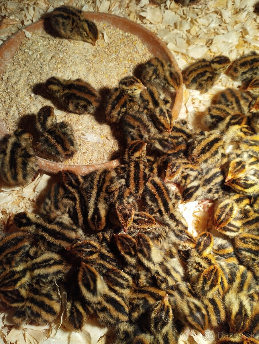 Násadové prepeličie vajíčka - 3