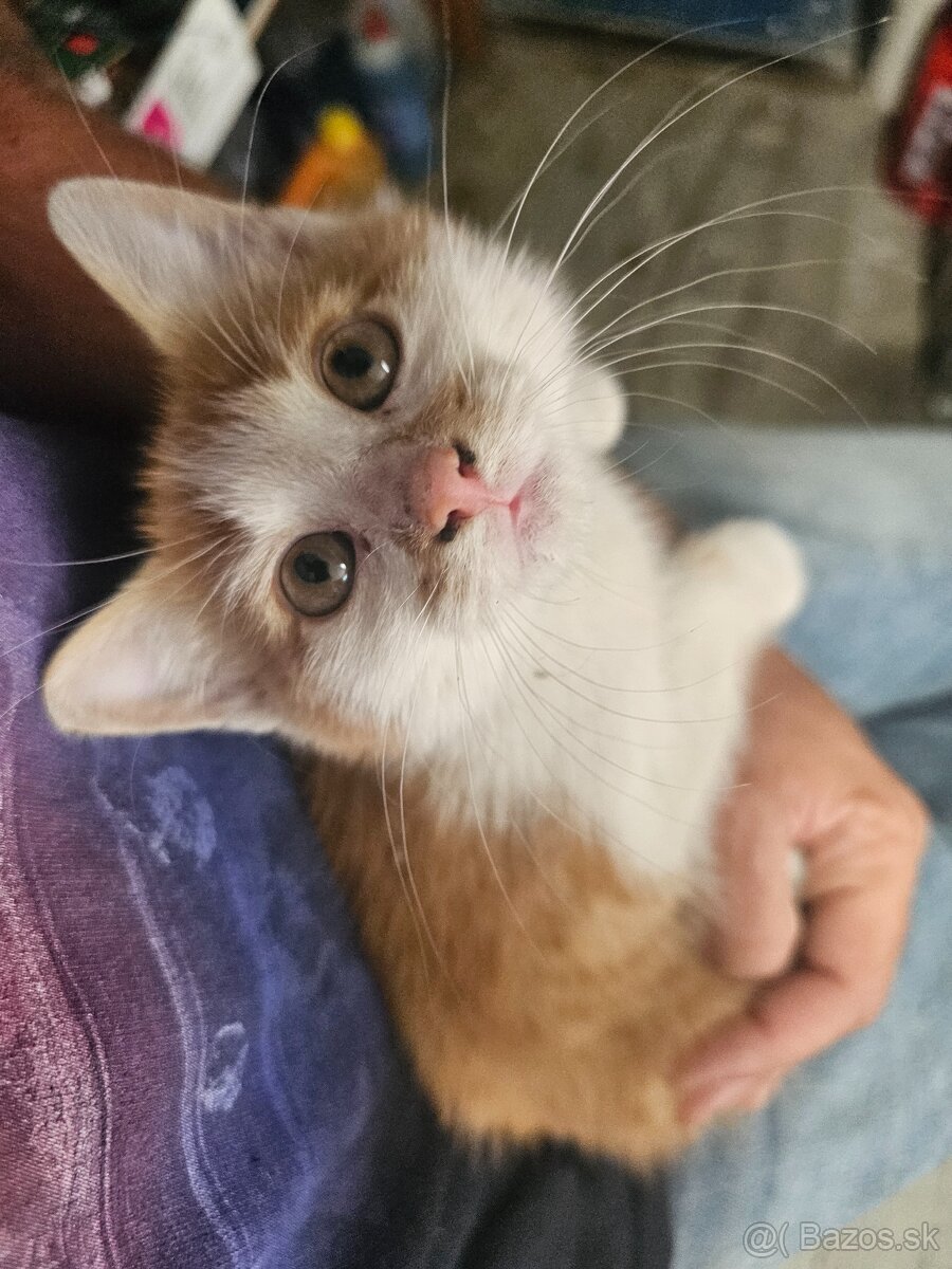Darujeme Kocúrika 🐱 - 3