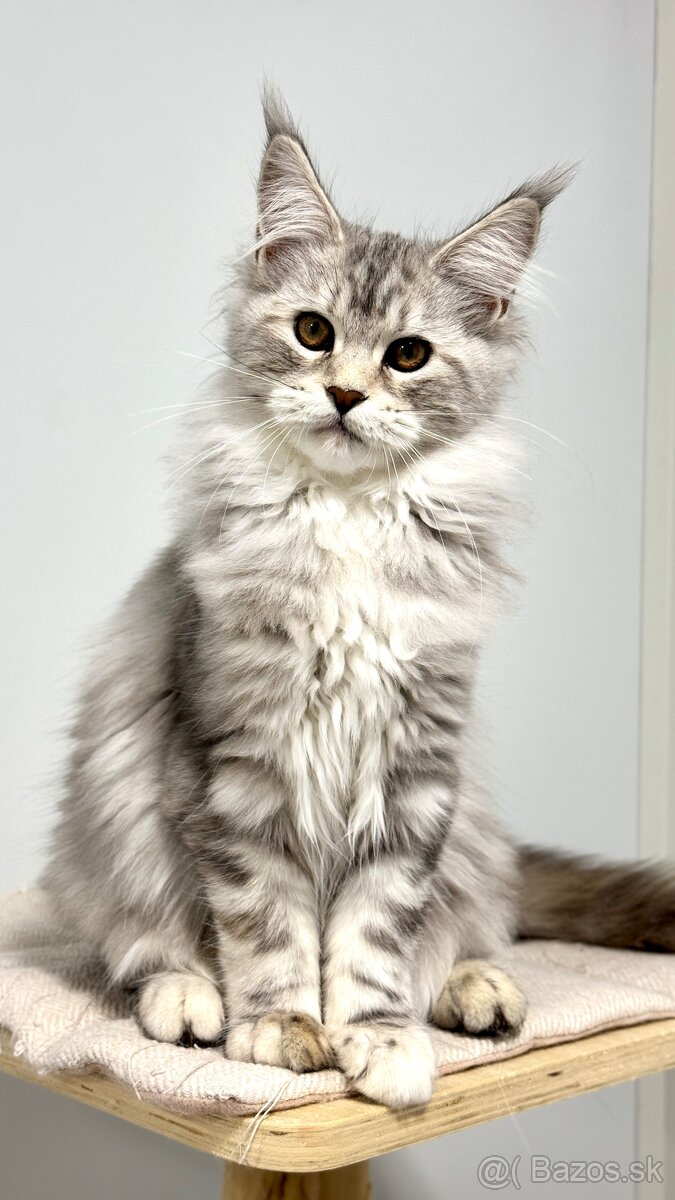 HEIDI 🤍 s PP Maine Coon Mainská myvalia - 3
