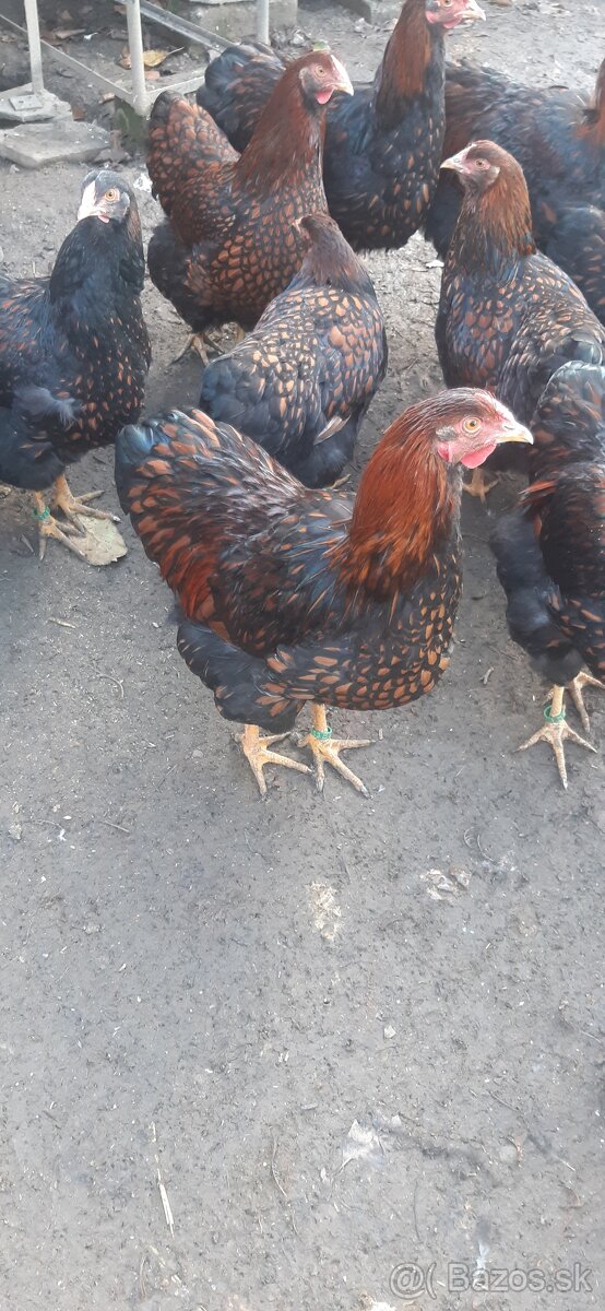 Wyandotka ZČL Veľká. Kohúty 2025. - 3