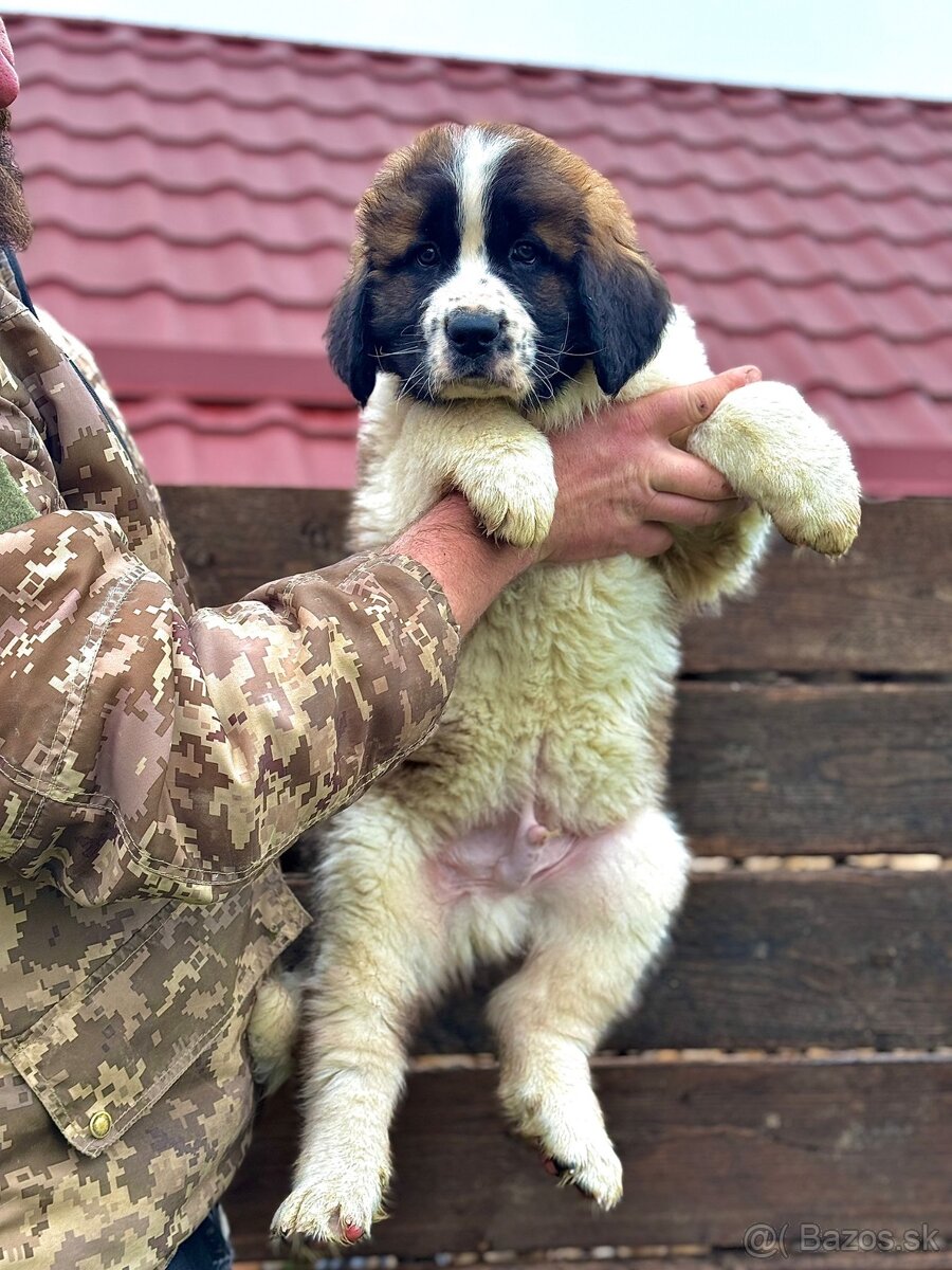 Moskovský strážny pes - 3