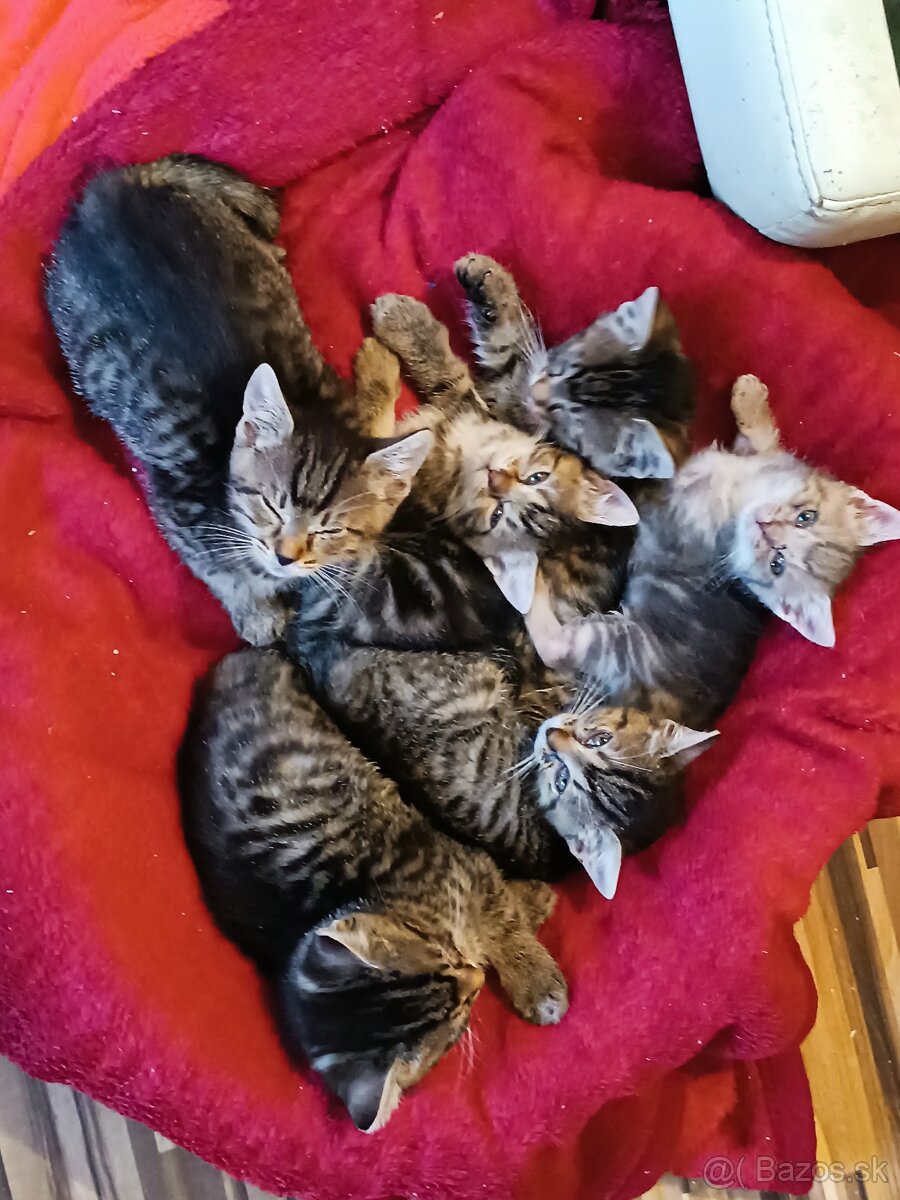 Darujem mačiatka do dobrých ruk - 3