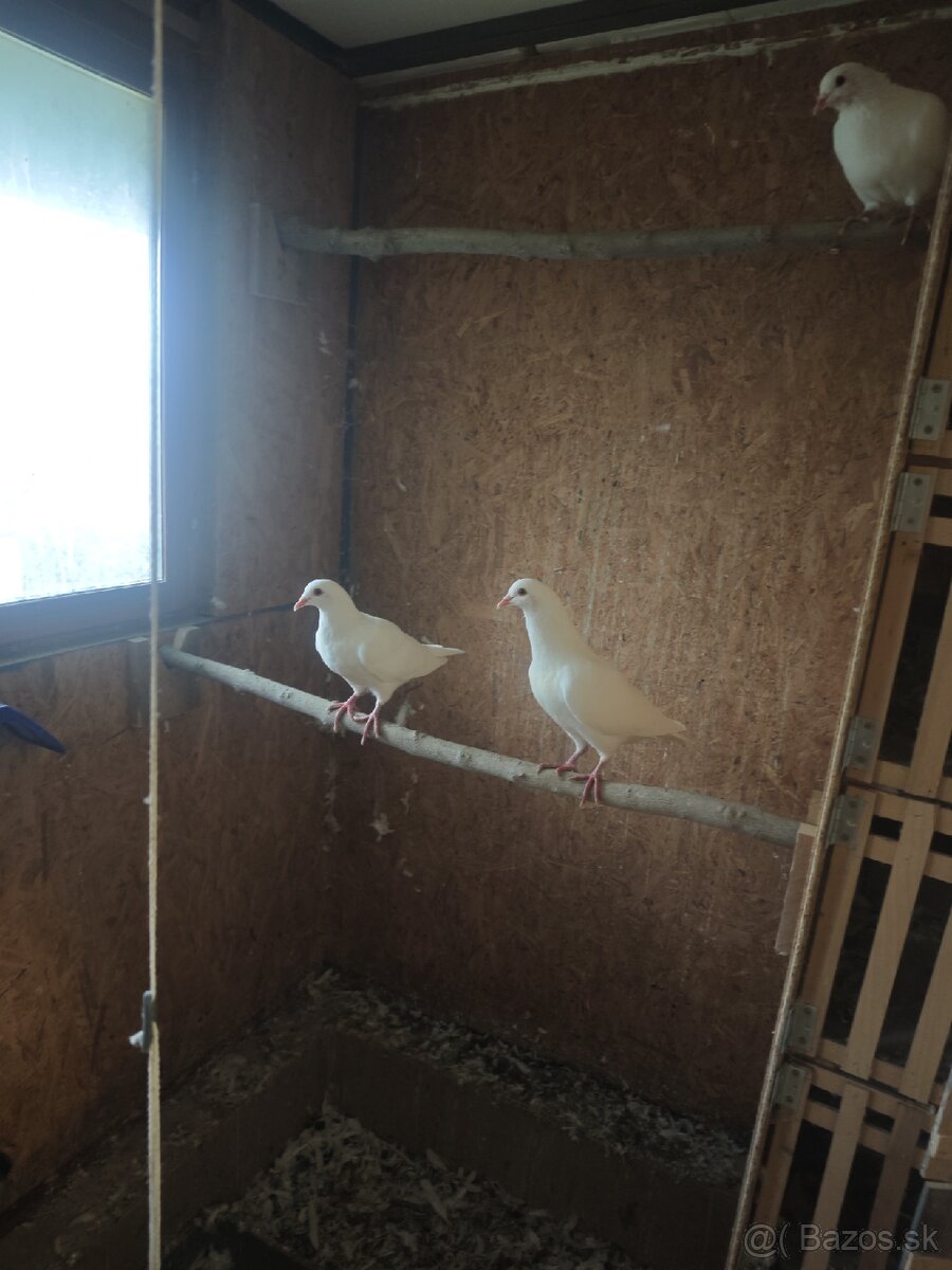 Predam kalifornské holuby - 3