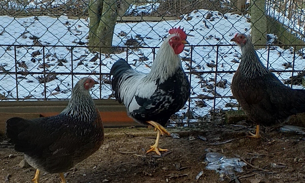 Ponuka na predaj - 3