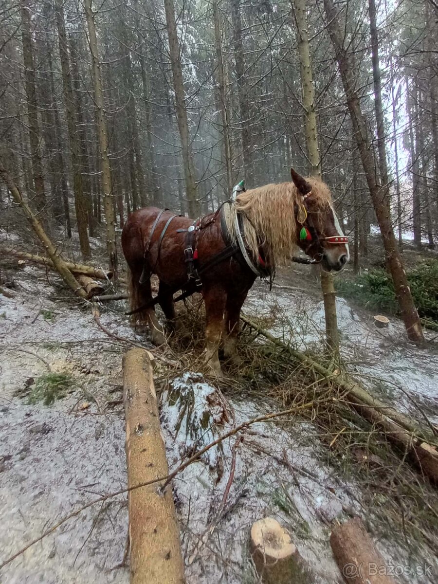 Predám ťažného žrebca - 3