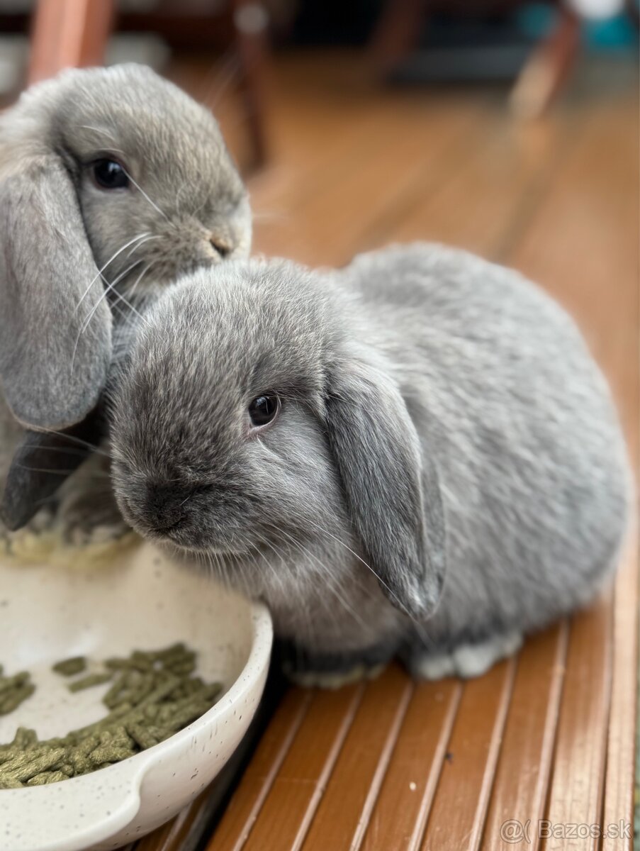 Minilop králičky - 3