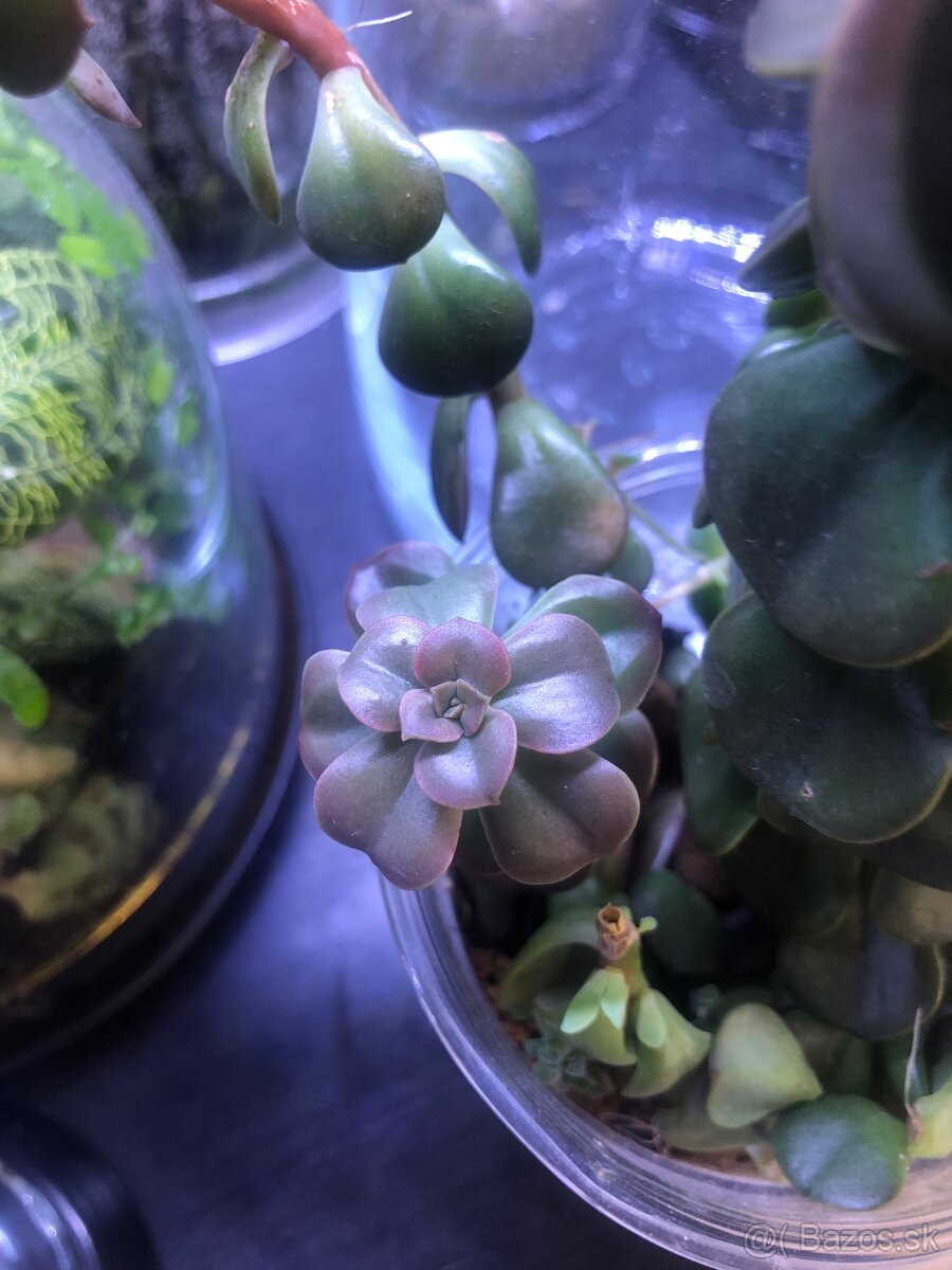 Sukulent pink moonstone a iné - 3