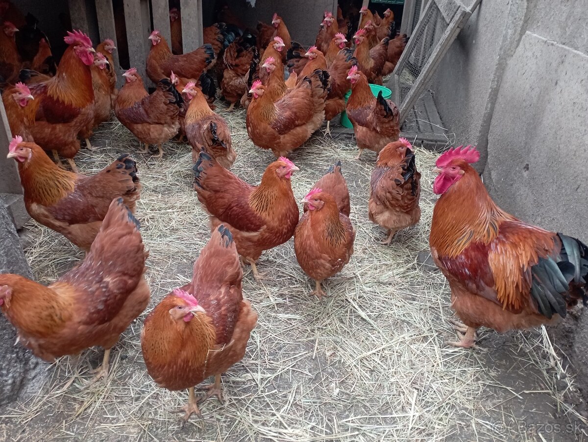 Hempšír násadove vajcia - 3